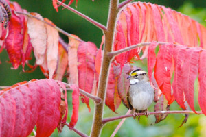 photograph of a bird in Sumac by J. A. Hay