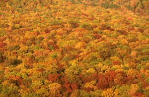 From Mt. Holyoke, a photograph by Solomon Levy